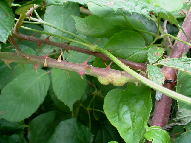 Galla: Lasioptera rubi